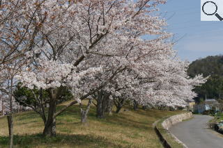 さくら緑地の満開の桜