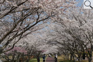 さくら緑地の満開の桜　メイン通路