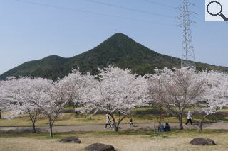 さくら緑地の満開の桜　三上山と