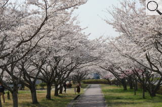 さくら緑地の満開の桜　メイン通路