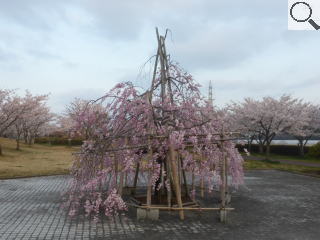 さくら緑地の満開の枝垂れ桜