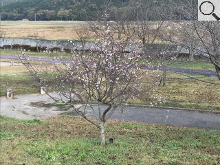 さくら緑地　十月桜