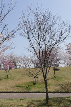 さくら緑地　山桜